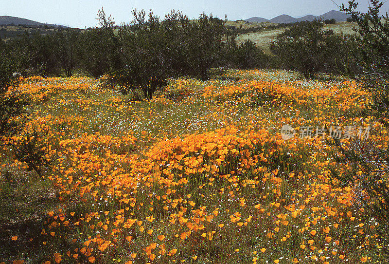 加州圣哈辛托附近的Chapparral Oak林地的金色罂粟
